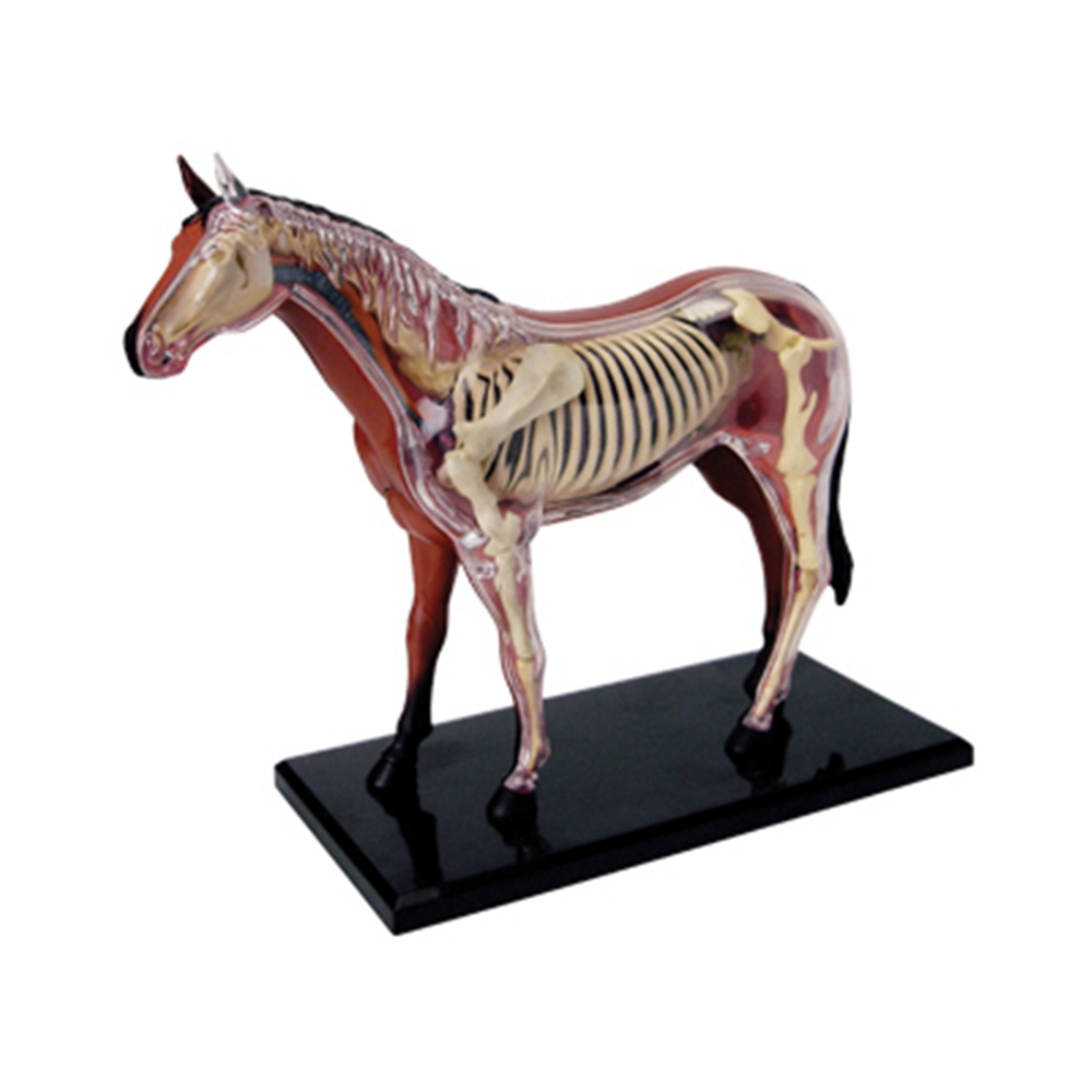 Animal Organ Anatomy Model 4D  - Science Toys Diy reseña y precio