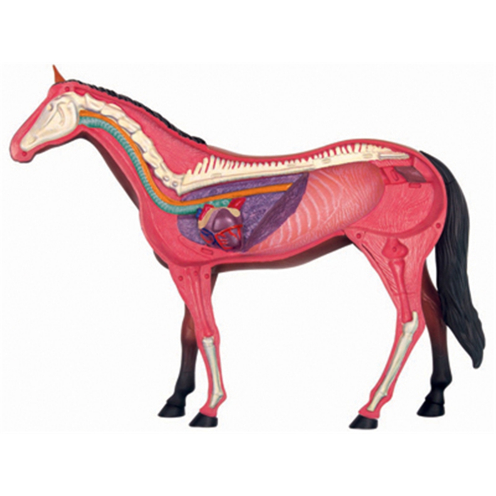Animal Organ Anatomy Model 4D  - Science Toys Diy reseña y precio