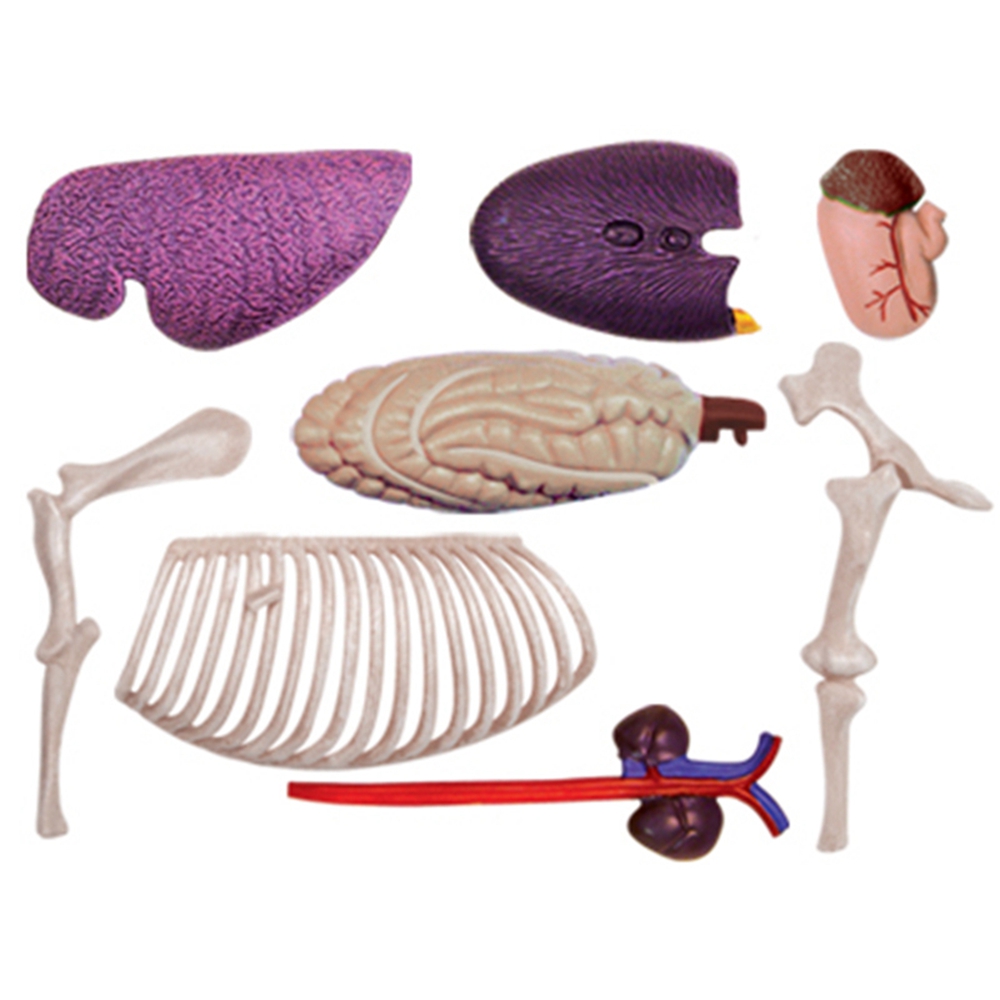 Animal Organ Anatomy Model 4D  - Science Toys Diy reseña y precio